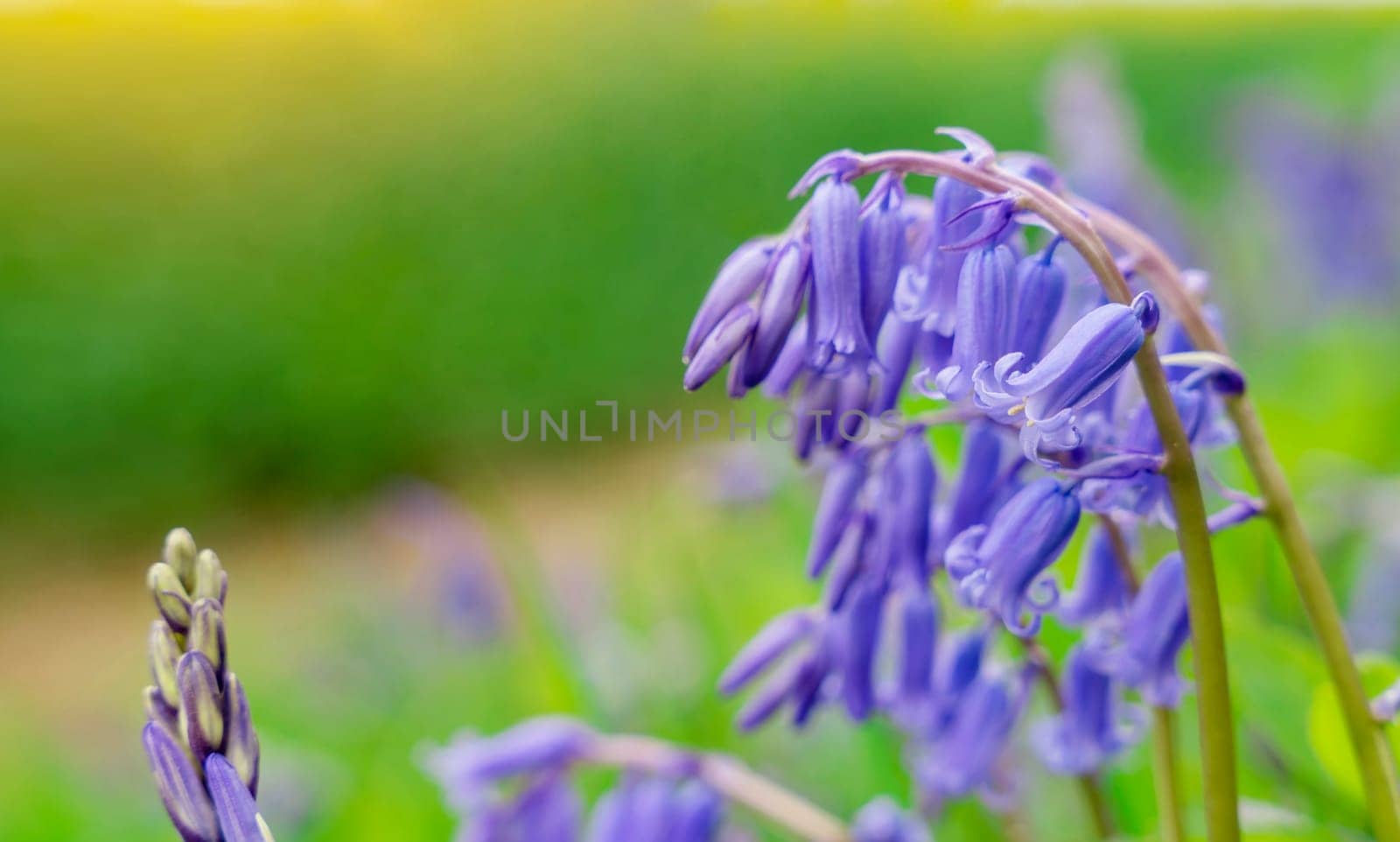 close up of Bluebells Flowers on green meadow on sunny spring day with copy space. Beautiful nature scene with blooming purple flowers. Spring flowers. Springtime by Iryna_Melnyk