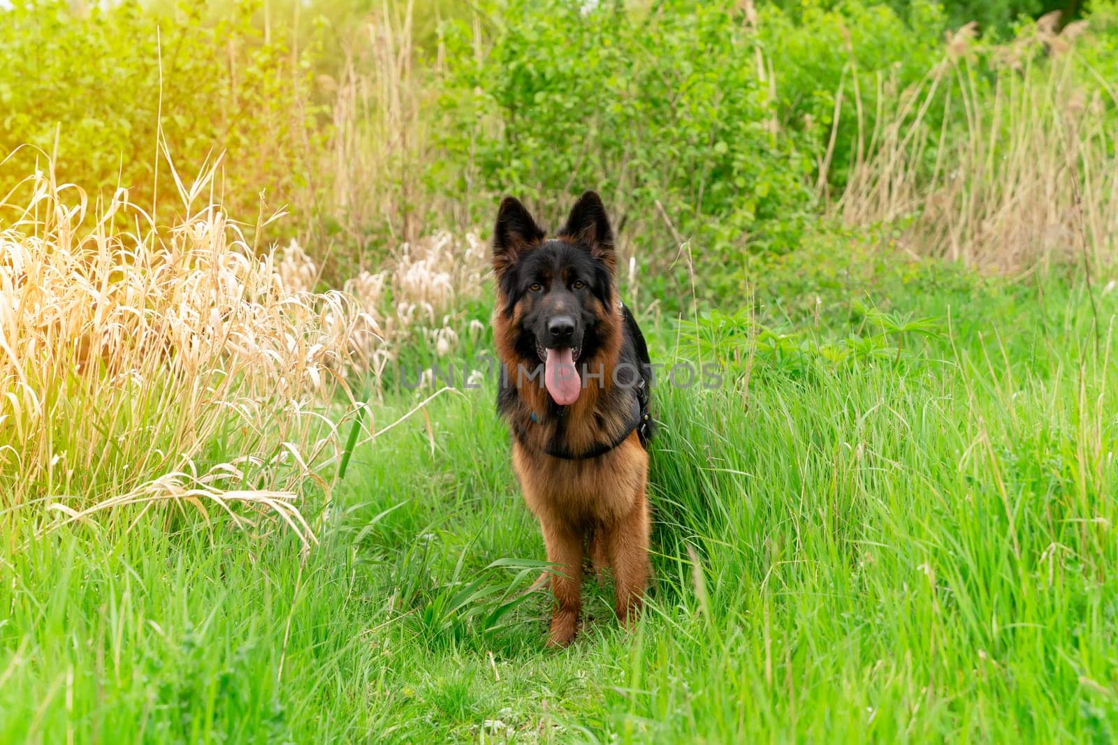 German shepherd dog in harness out for a walk lying, running, walking on the grass in sunny summer day