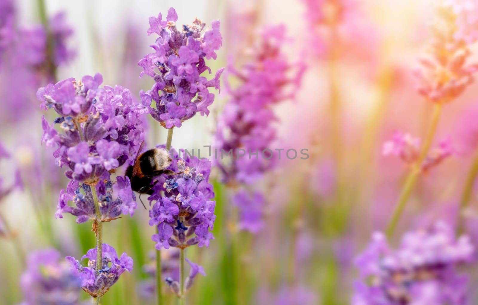 bumblebee on lavender flower on sunny summer day Summer flowers. Summertime High quality photo