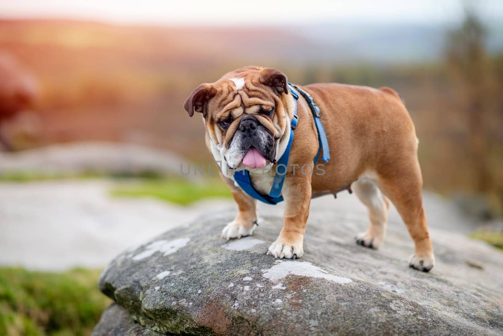 Red English British Bulldog Dog out for a walk looking up in the National Park Peak District on  Autumn sunny day at sunset by Iryna_Melnyk