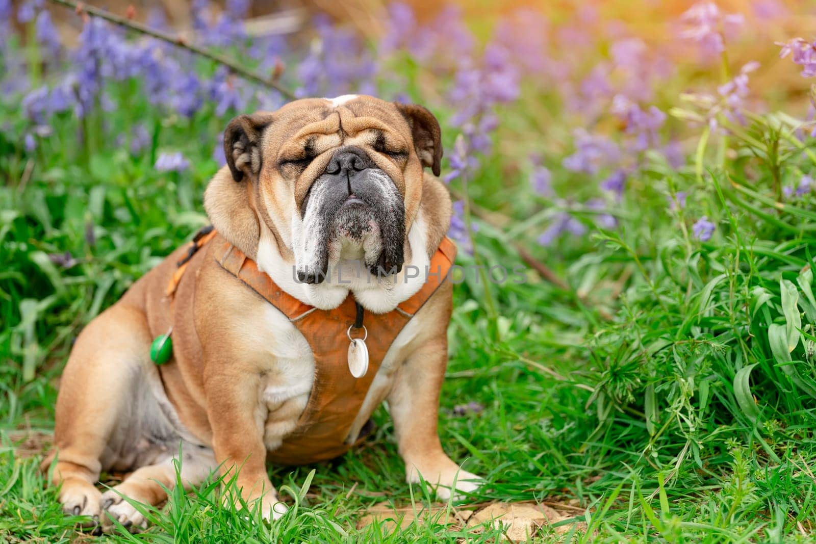 Red English British Bulldog Dog looking up, licking out its tongue and sitting in the bluebells on spring hot sunny day by Iryna_Melnyk