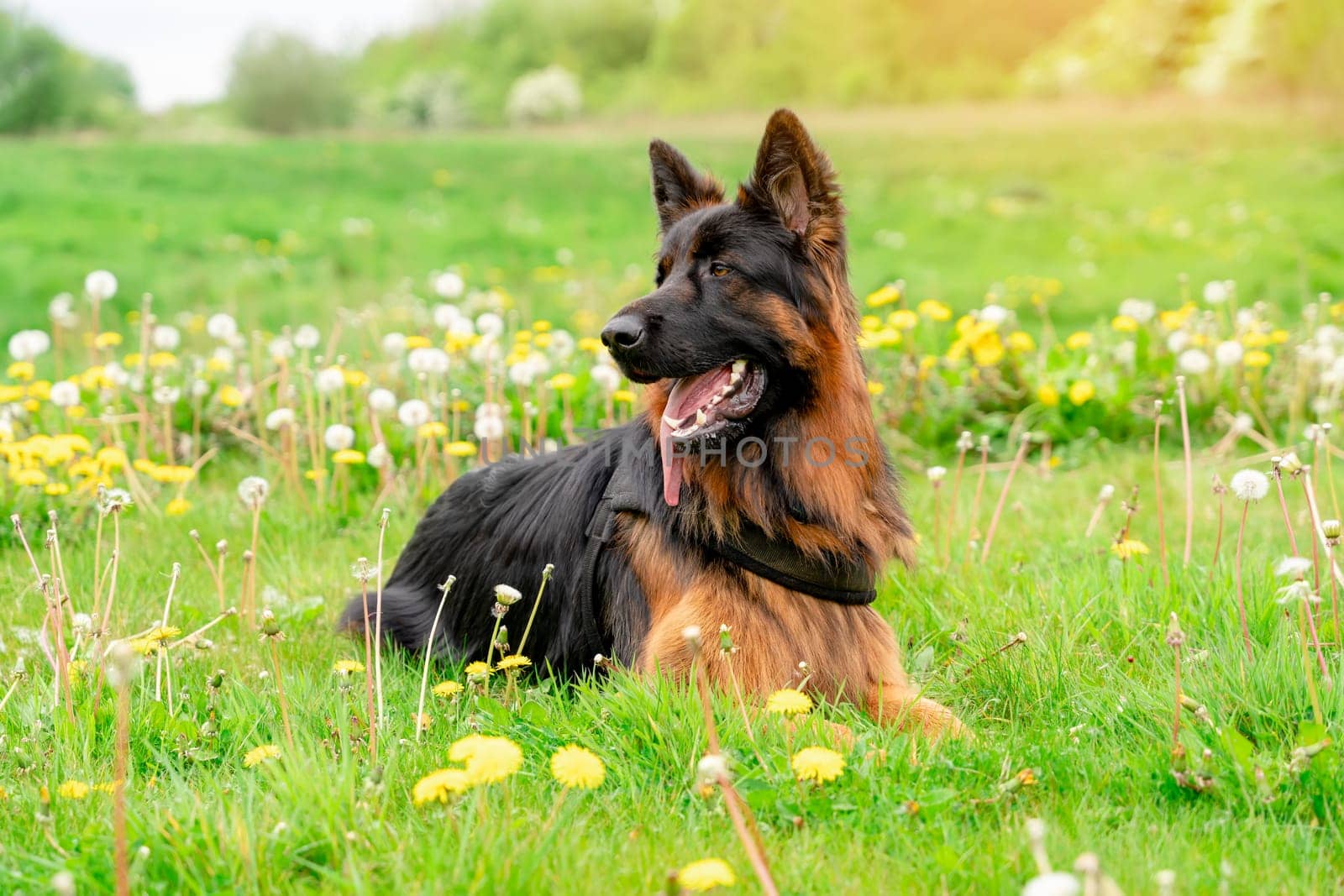 German shepherd dog in harness out for a walk lying, running, walking on the grass in sunny summer day by Iryna_Melnyk