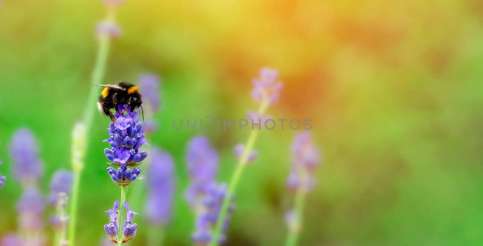 bumblebee on lavender flower on sunny summer day Summer flowers. Summertime Copy space