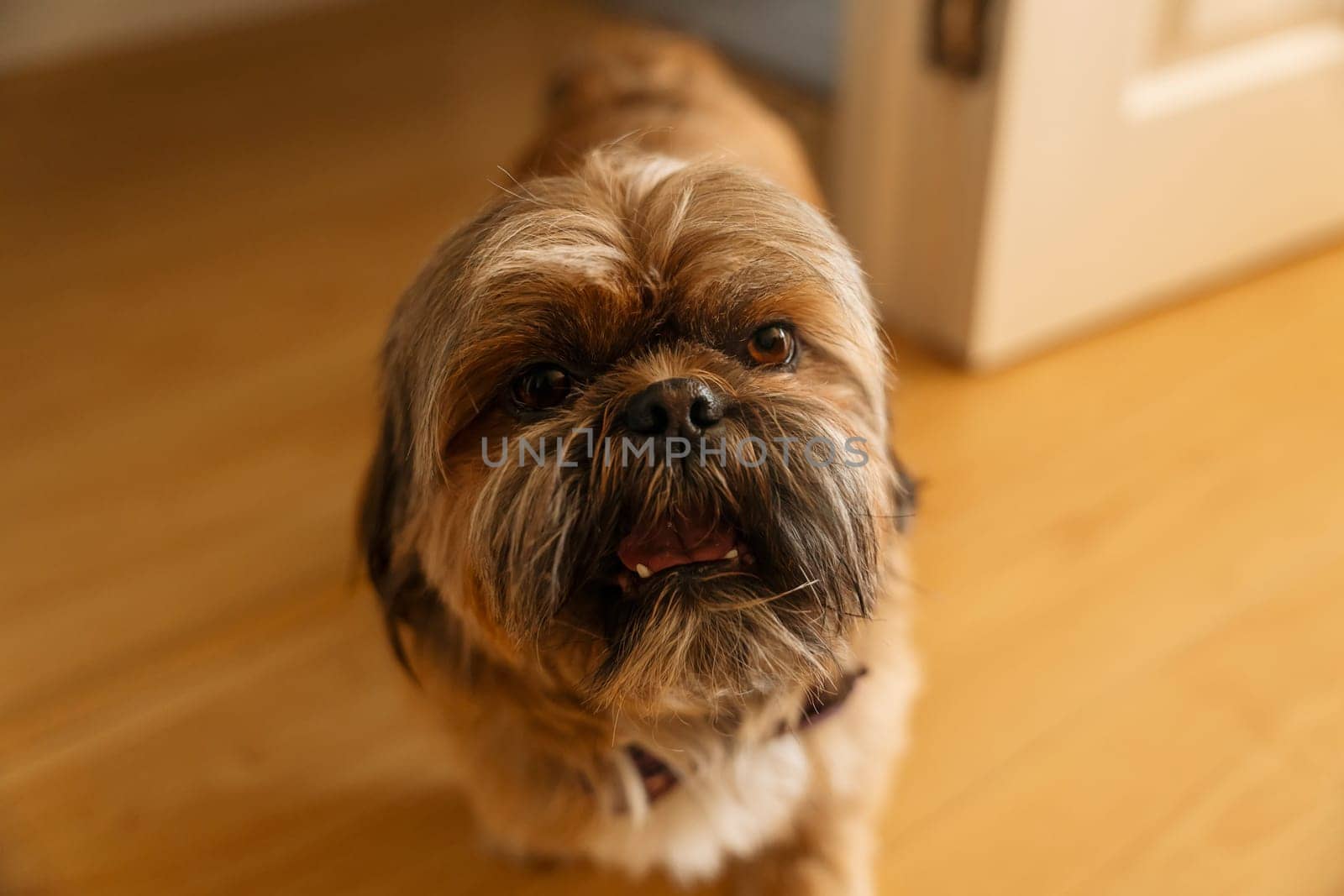 shih tzu dog at home. Free and happy time with pets at home concept by Iryna_Melnyk