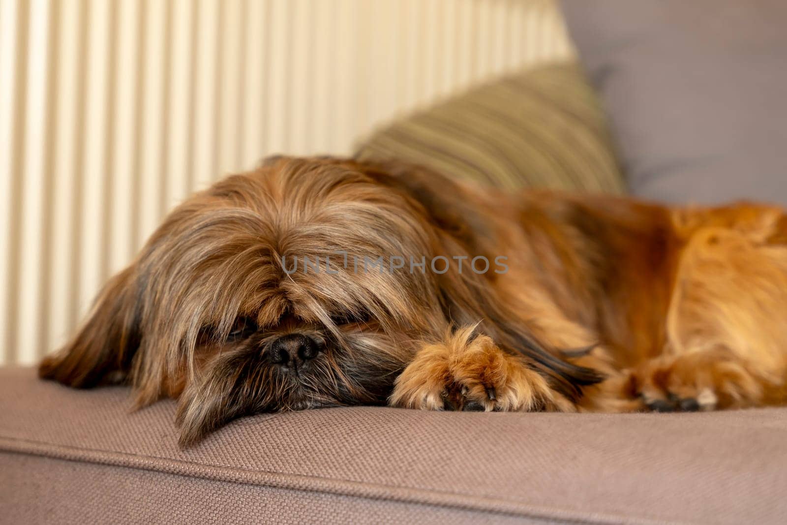 shih tzu dog sleeping on the sofa at home. Free and happy time with pets at home concept by Iryna_Melnyk