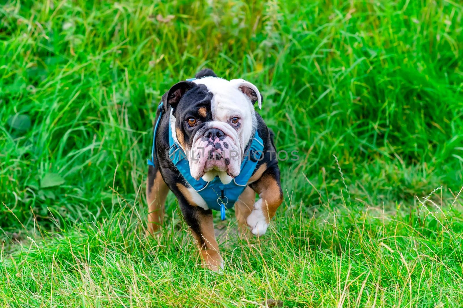 Black tri-color funny English British Bulldog Dog out for a walk looking up sitting in the grass in forest on Autumn sunny day at sunset
