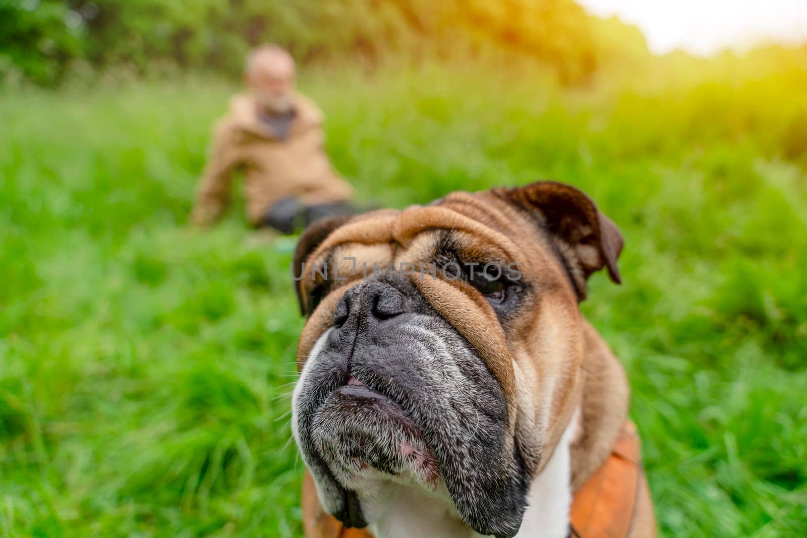 Wide angle portrait of Funny Red English British Bulldog is out for a walk running on the grass on a summer day