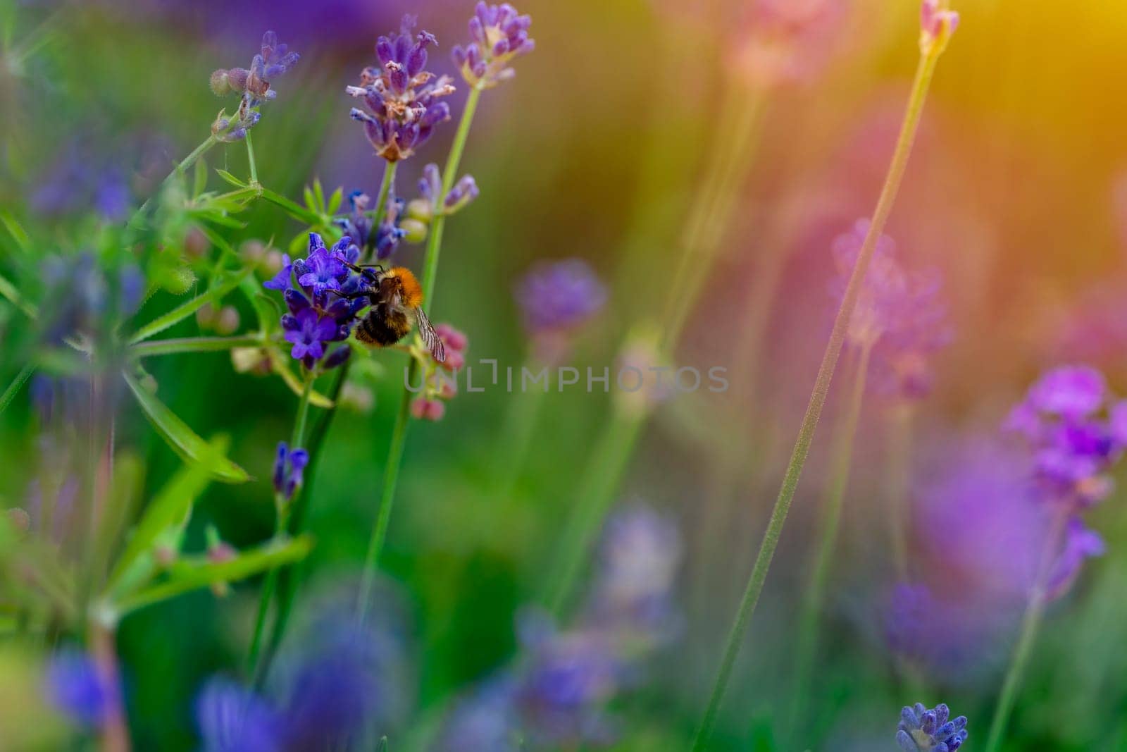 closeup of bumblebee on lavender flower  on sunny summer day Summer flowers.  Summertime     High quality phot by Iryna_Melnyk