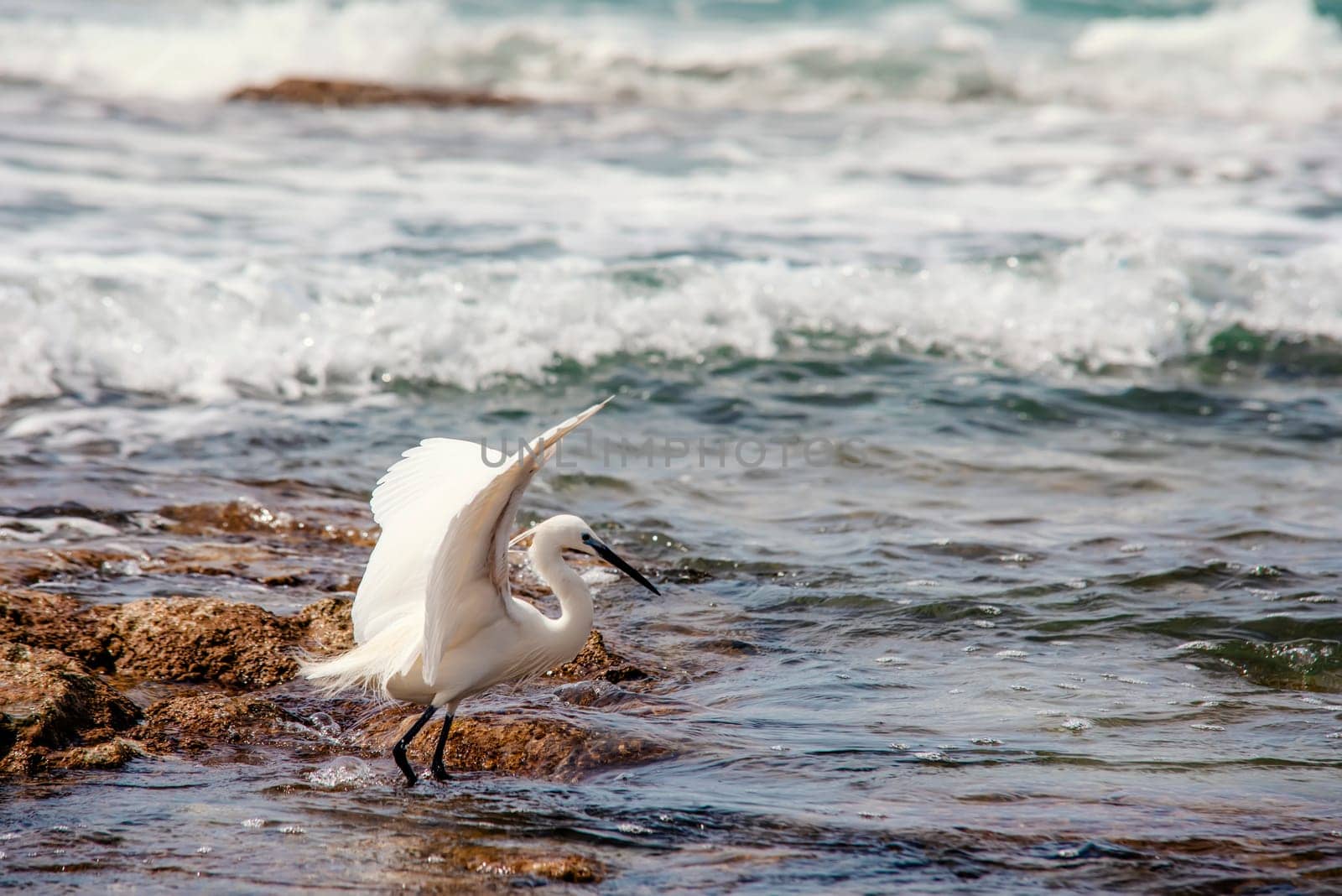 a heron walking along the seashore