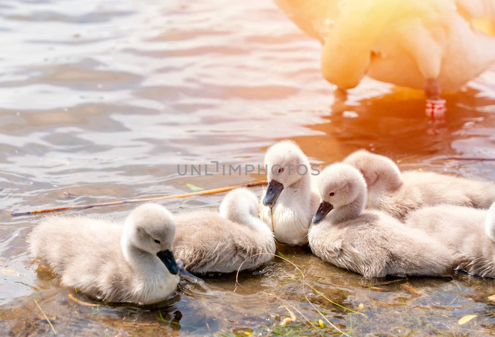 little cygnets on the lake during the day