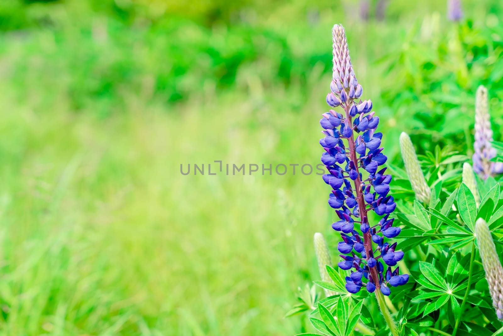 lupine flowers on meadow at sunset on a warm summer day  Summer flowers.  Summertime  Space for text  High quality photo