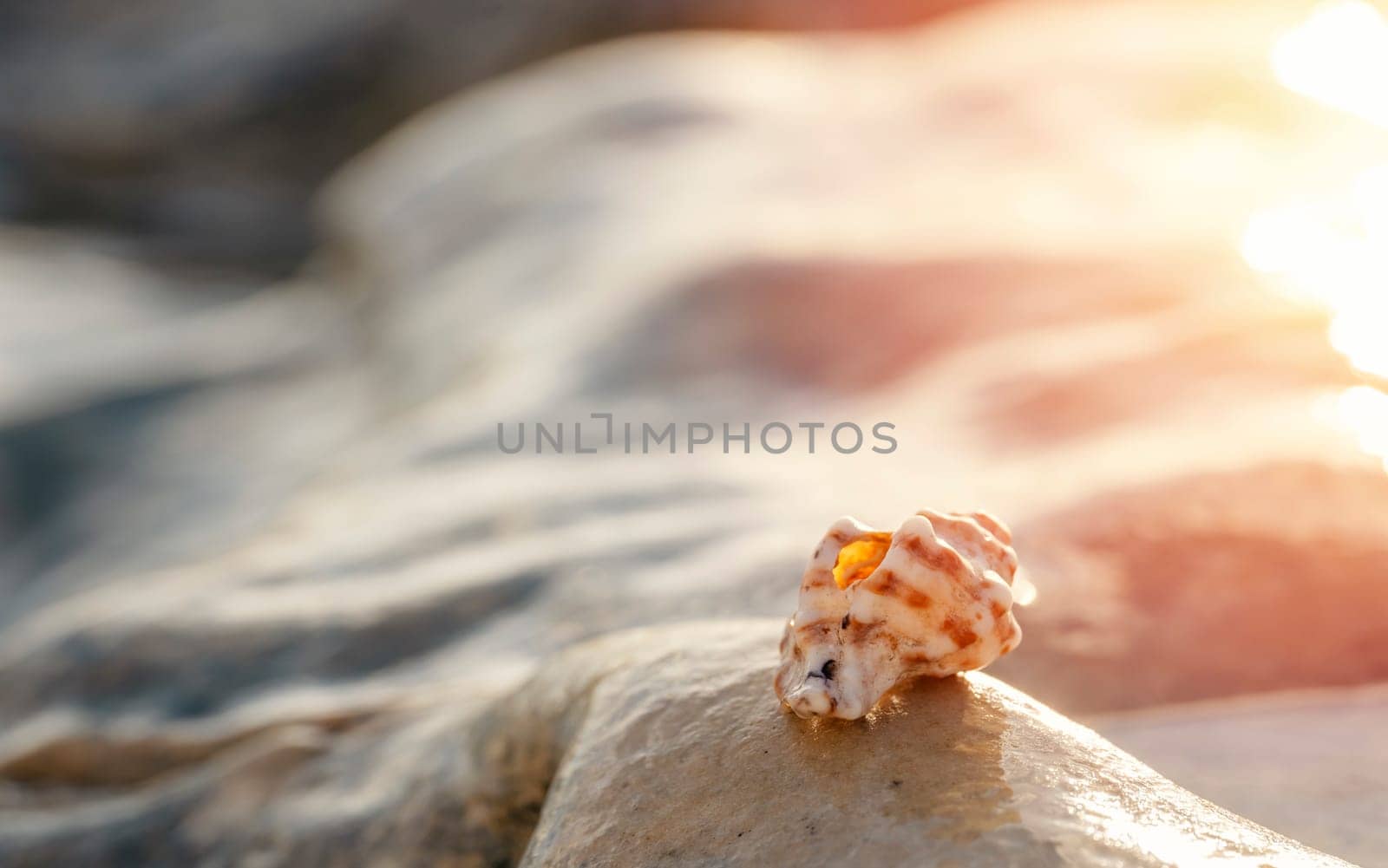 Big seashell on the sand on the beach in the back-light of sunset, background, close up by Iryna_Melnyk