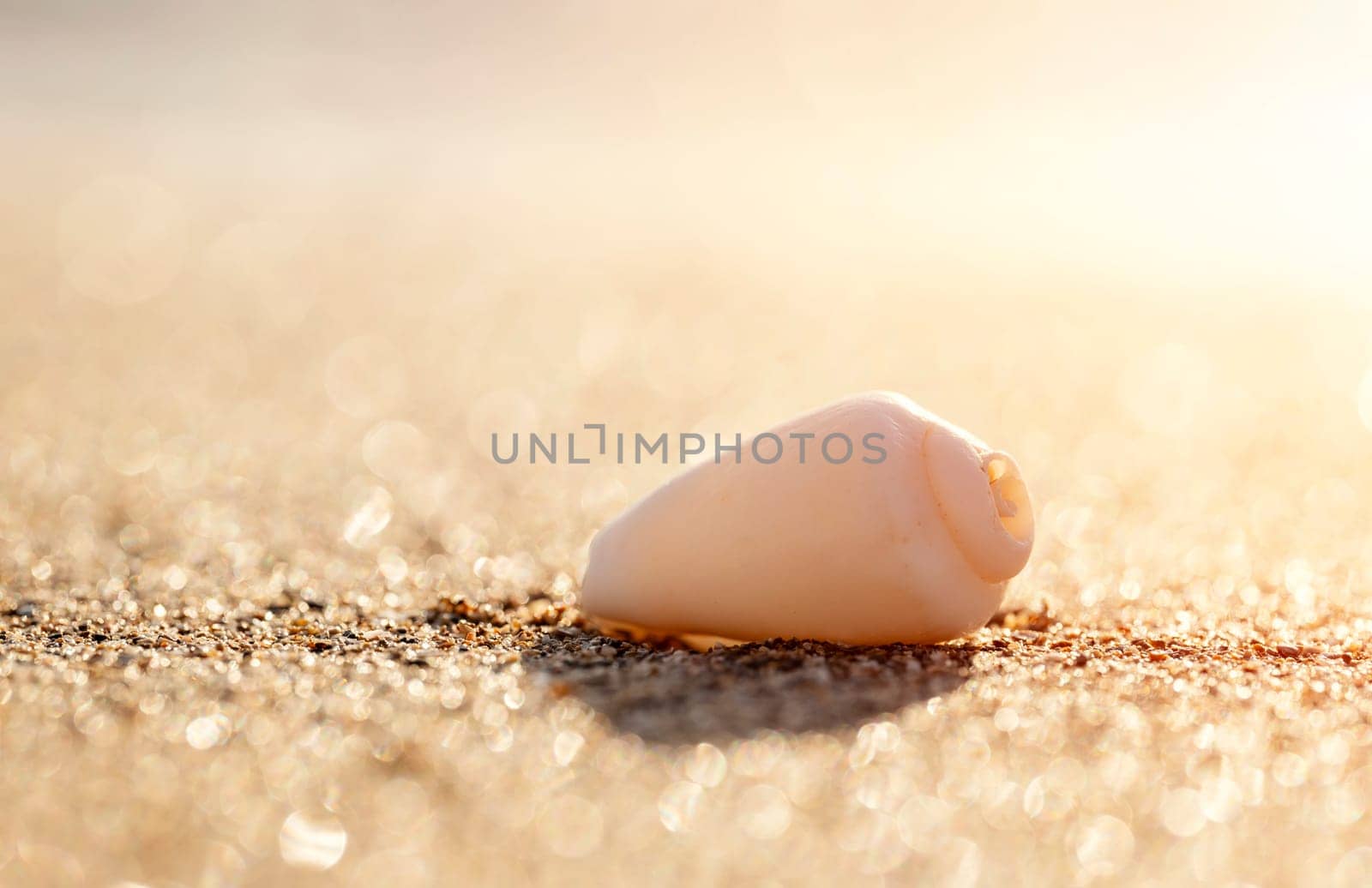 Big seashell on the sand on the beach in the back-light of sunset, background, close up by Iryna_Melnyk