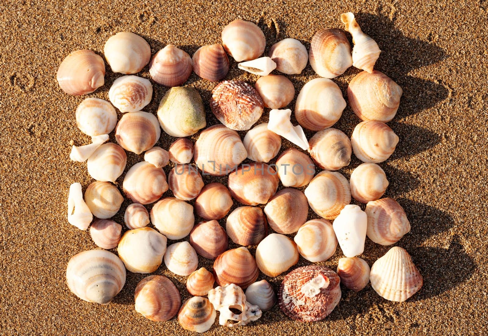 seashells on the sand on the beach in the back-light of sunset, background, close up by Iryna_Melnyk