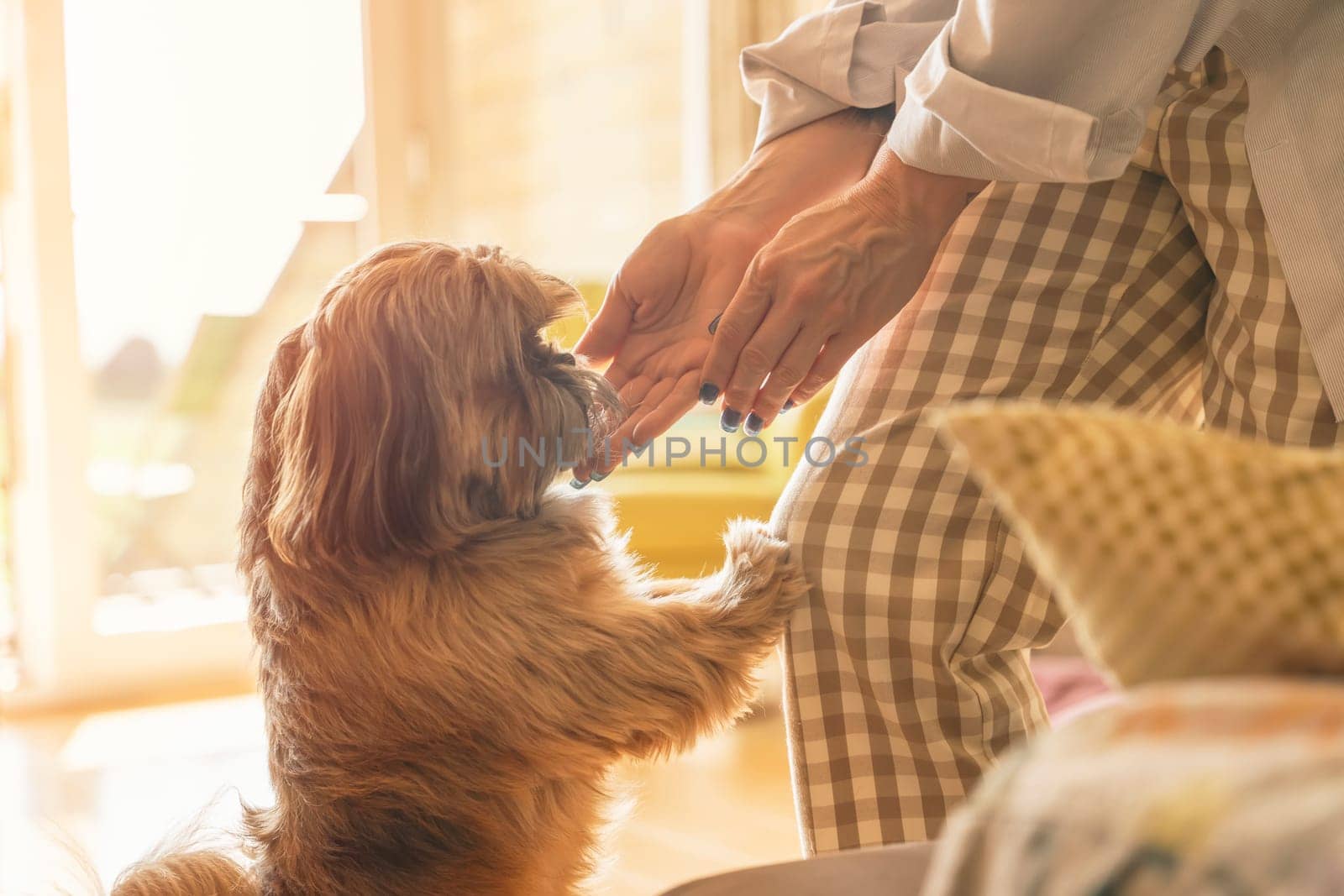 woman having fun and relaxing time at home with shih tzu dog. Free and happy time at home concept
