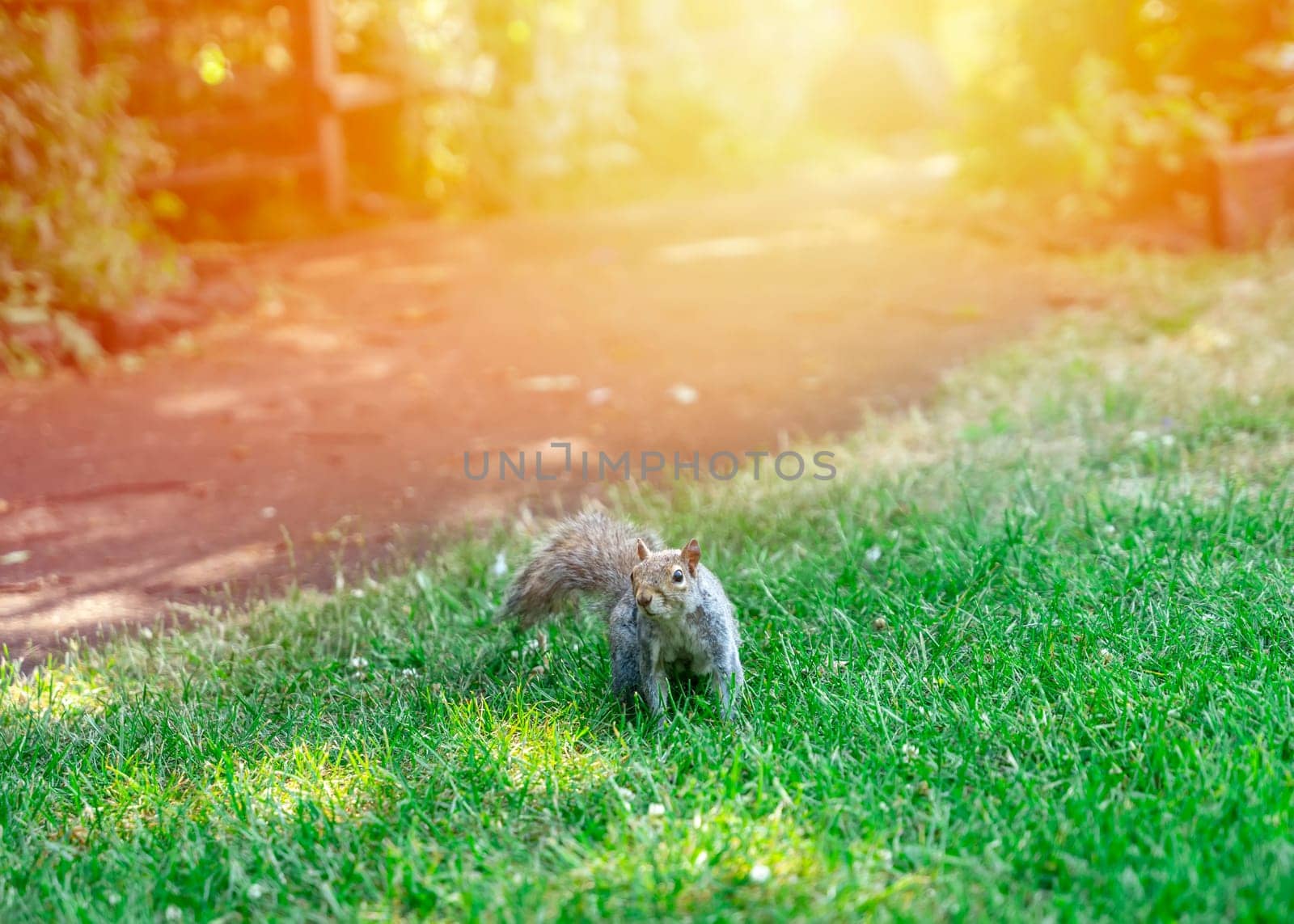 One gray squirrel on the green grass on sunny day in public park by Iryna_Melnyk