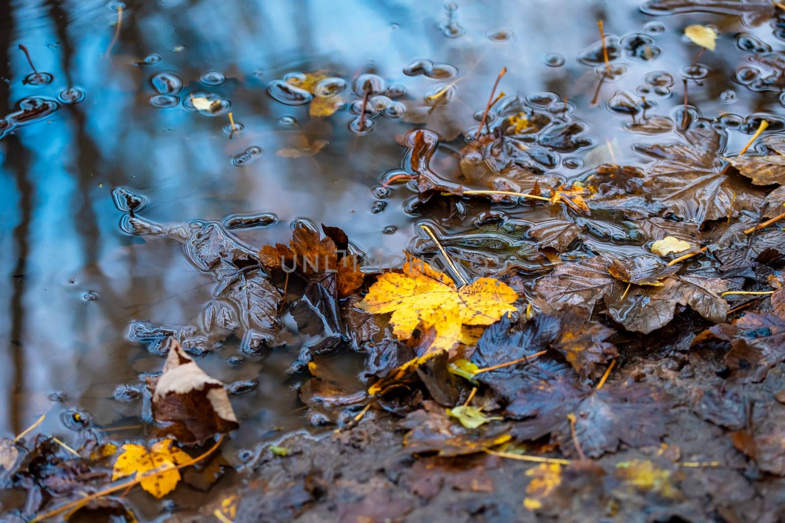 reflection of the autumn forest in a puddle