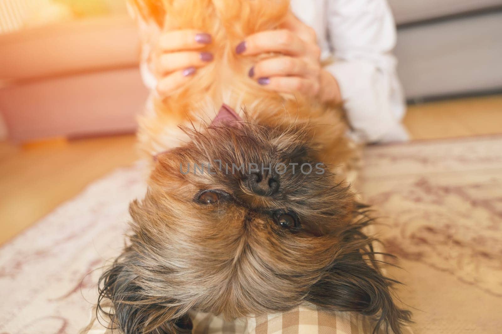 woman having fun and relaxing time at home with shih tzu dog. Free and happy time at home concept by Iryna_Melnyk
