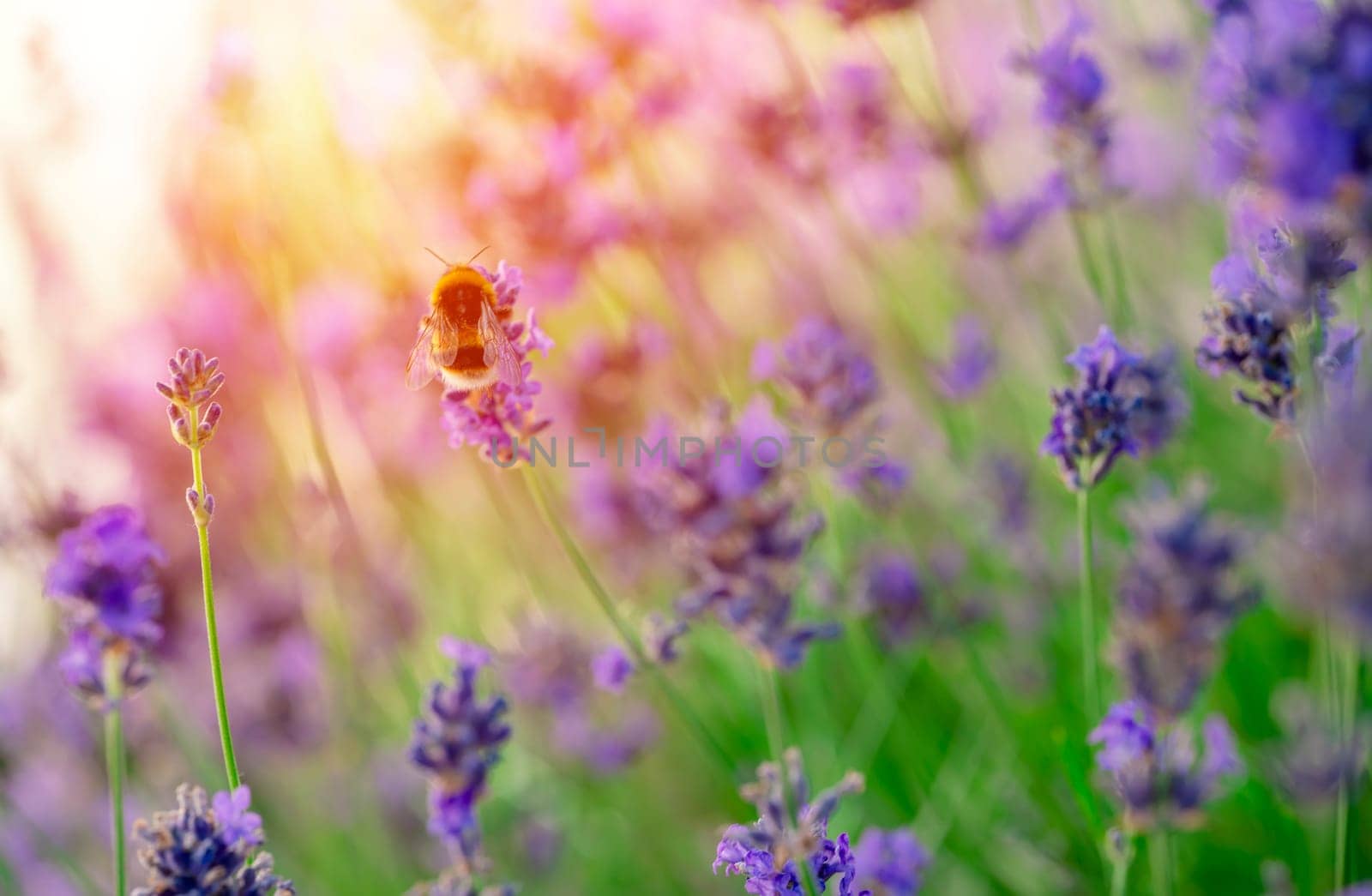 closeup of bumblebee on lavender flower on sunny summer day Summer flowers. Summertime High quality photo
