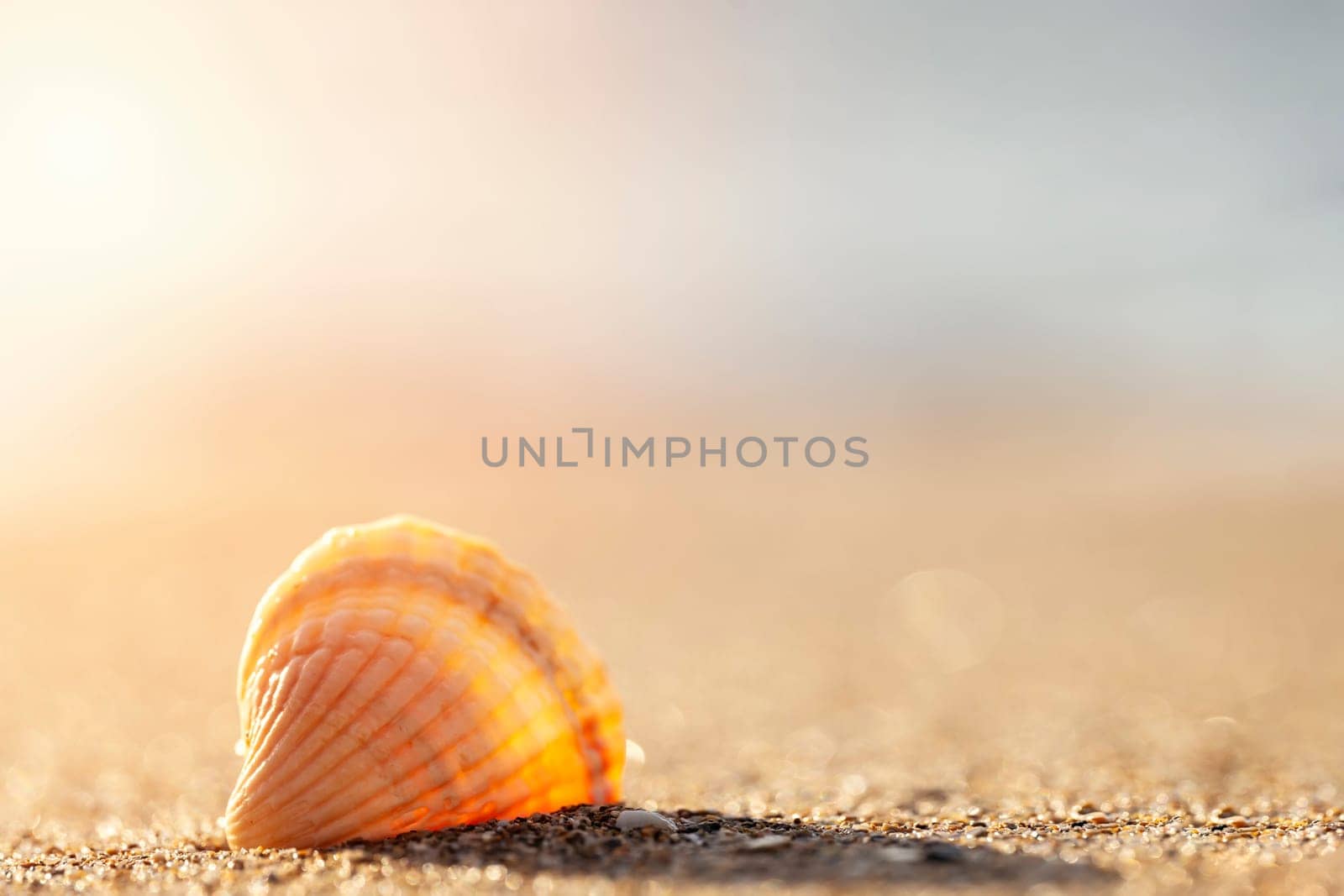 Big seashell on the sand on the beach in the back-light of sunset, background, close up by Iryna_Melnyk