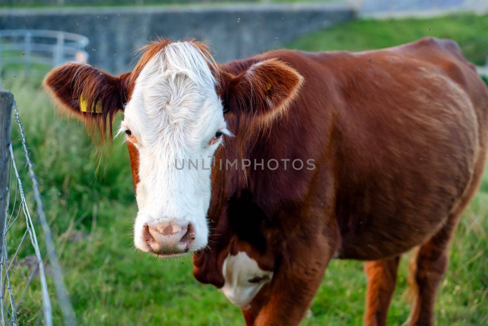 Closeup of face of cow grazing on green meadow at sunset in Yorkshire by Iryna_Melnyk