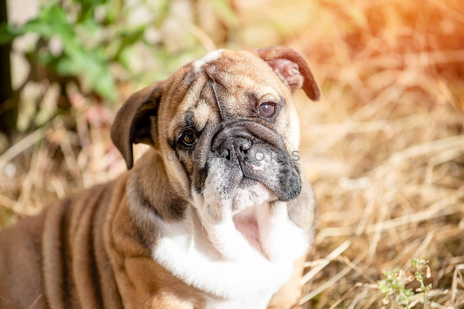 Puppy of Red English Bulldog out for a walk playing, sitting on grass