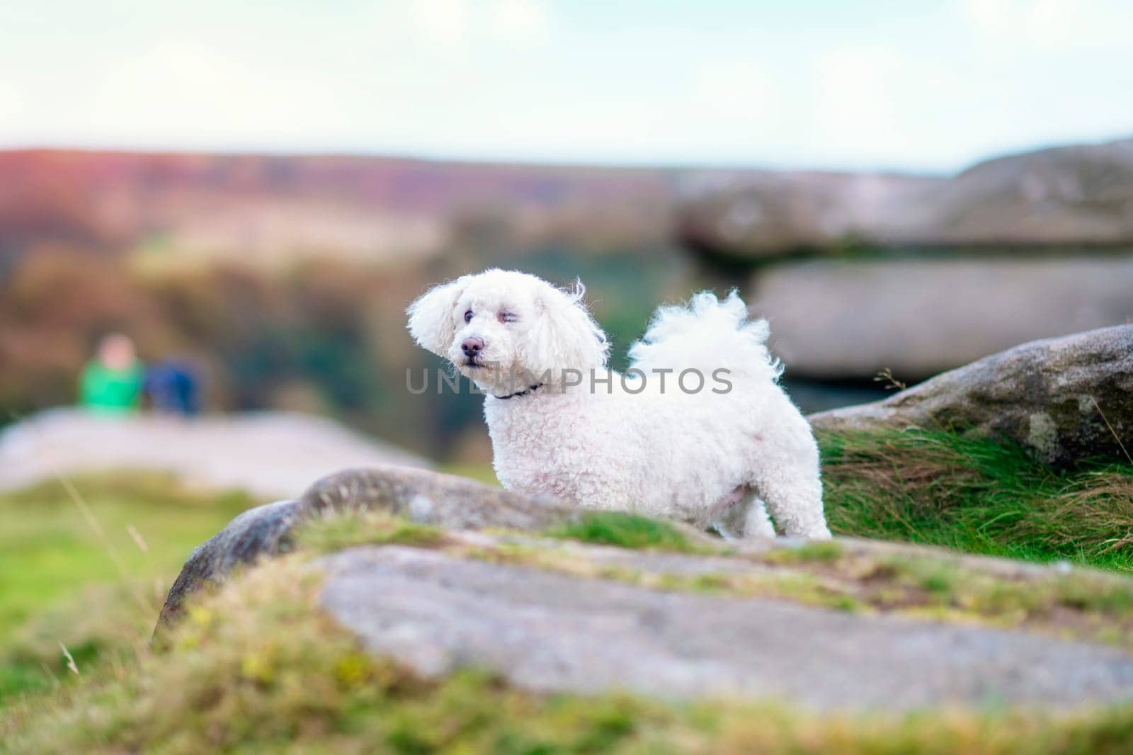 The cute white curly sitting dog  bichon on the pathway while walking on warm day