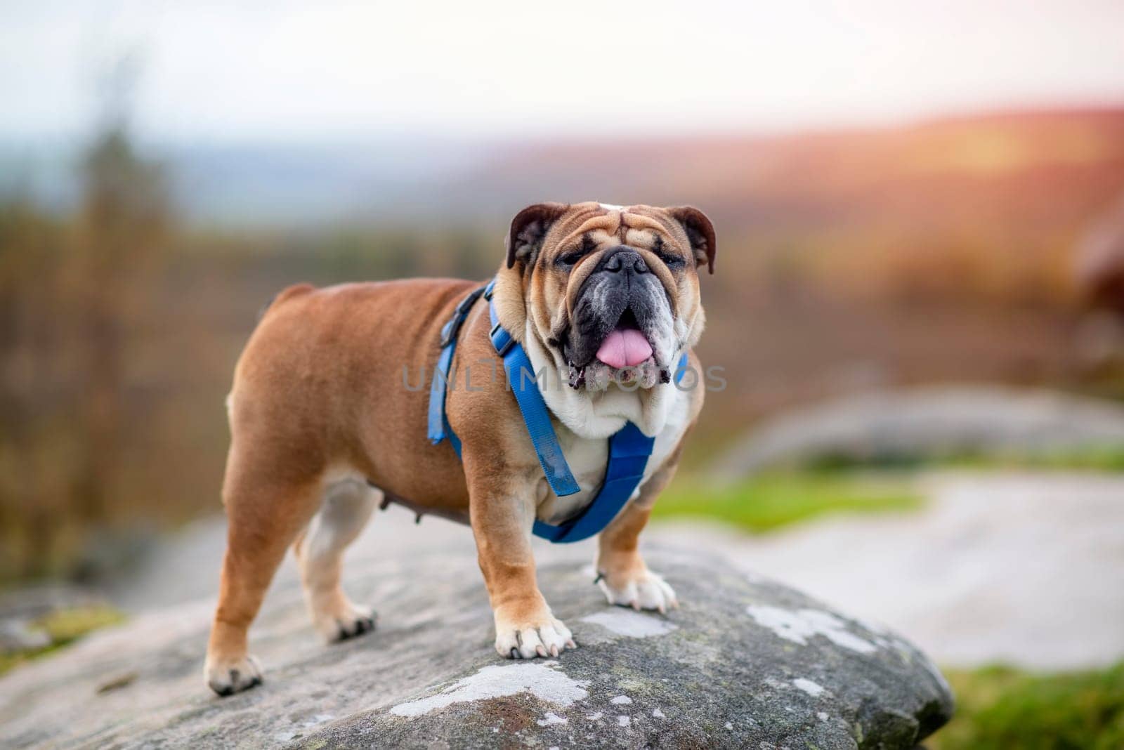 English bulldog on top of mountain sitting on top of mountain at Peak District on a sunny warm day. by Iryna_Melnyk