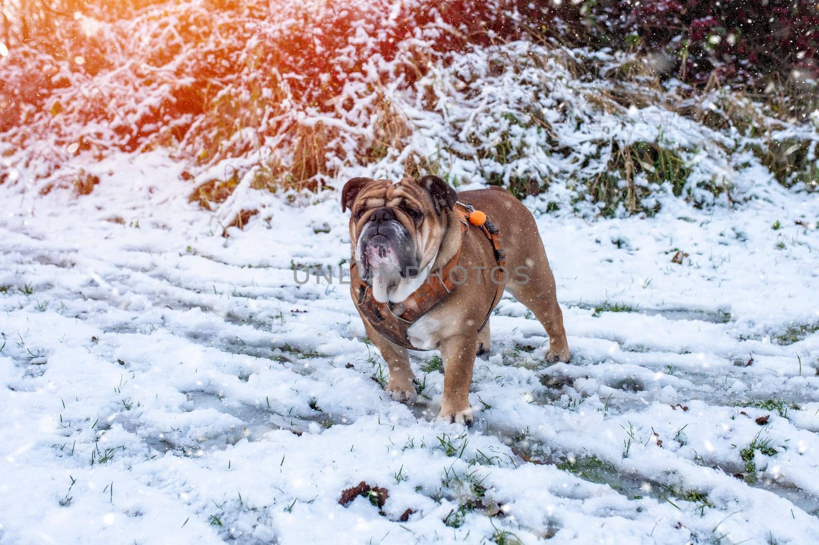 Red English British Bulldog in orange harness out for a walk standing on the snow in sunny day by Iryna_Melnyk