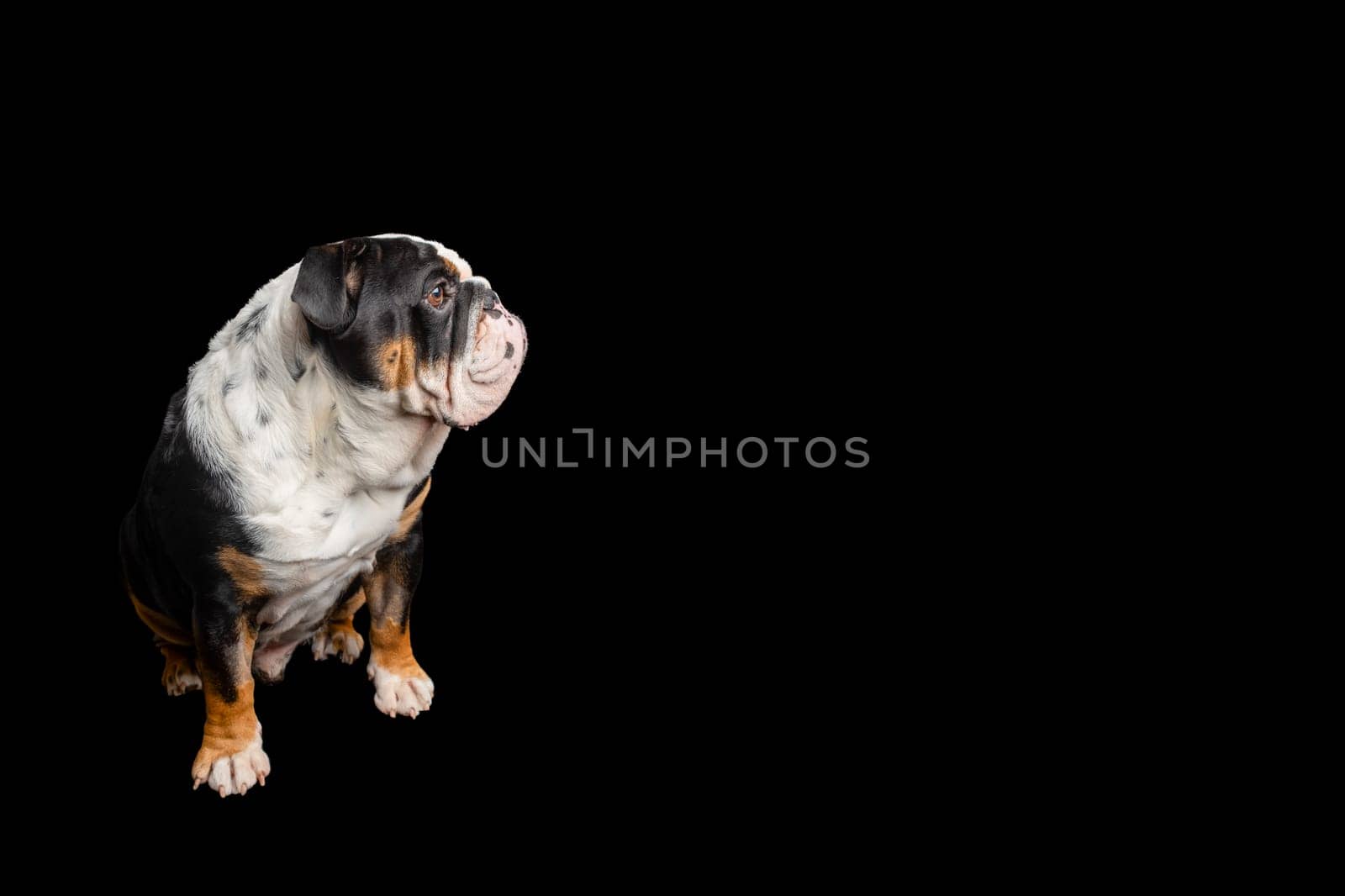 Black tri-color english british Bulldog sitting on black background