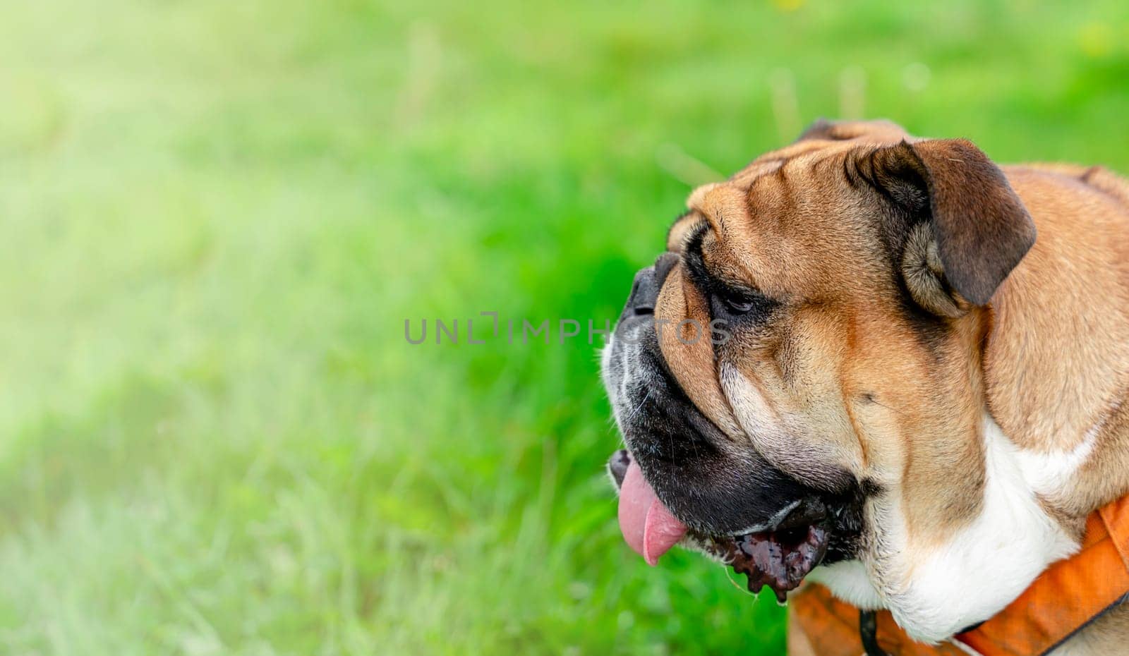 Funny beautiful classic Red English British Bulldog Dog out for a walk looking up sitting in the grass in forest on sunny day at sunset