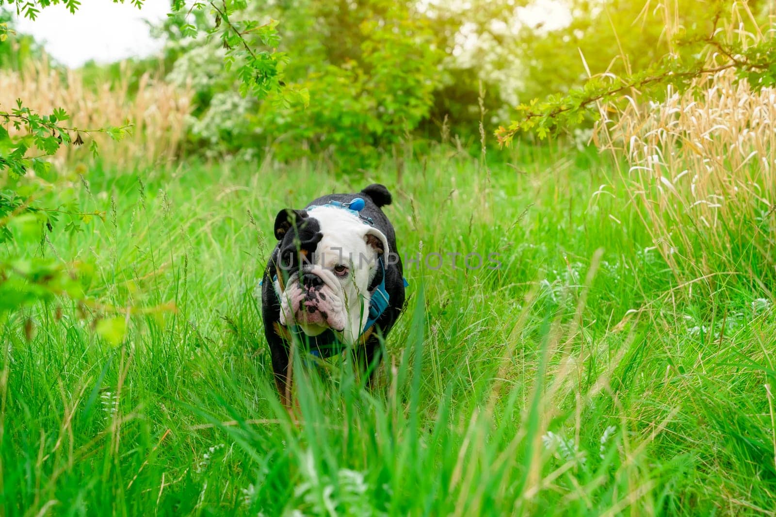 Black tri-color funny English British Bulldog Dog out for a walk looking up sitting in the grass in forest on Autumn sunny day at sunset by Iryna_Melnyk