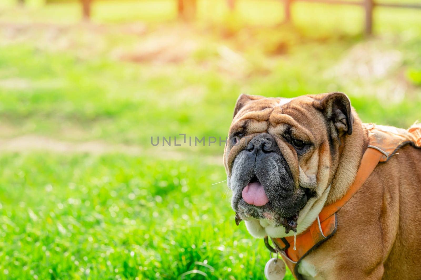 Funny beautiful classic Red English British Bulldog Dog out for a walk looking up sitting in the grass in forest on sunny day at sunset by Iryna_Melnyk
