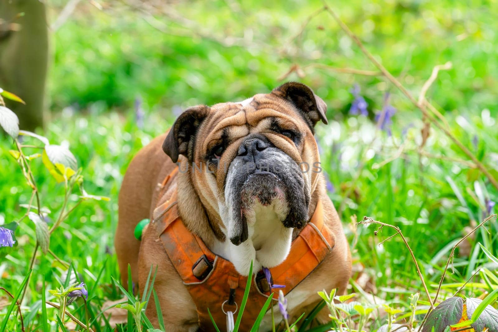 Funny beautiful classic Red English British Bulldog Dog out for a walk looking up sitting in the grass in forest on sunny day at sunset by Iryna_Melnyk