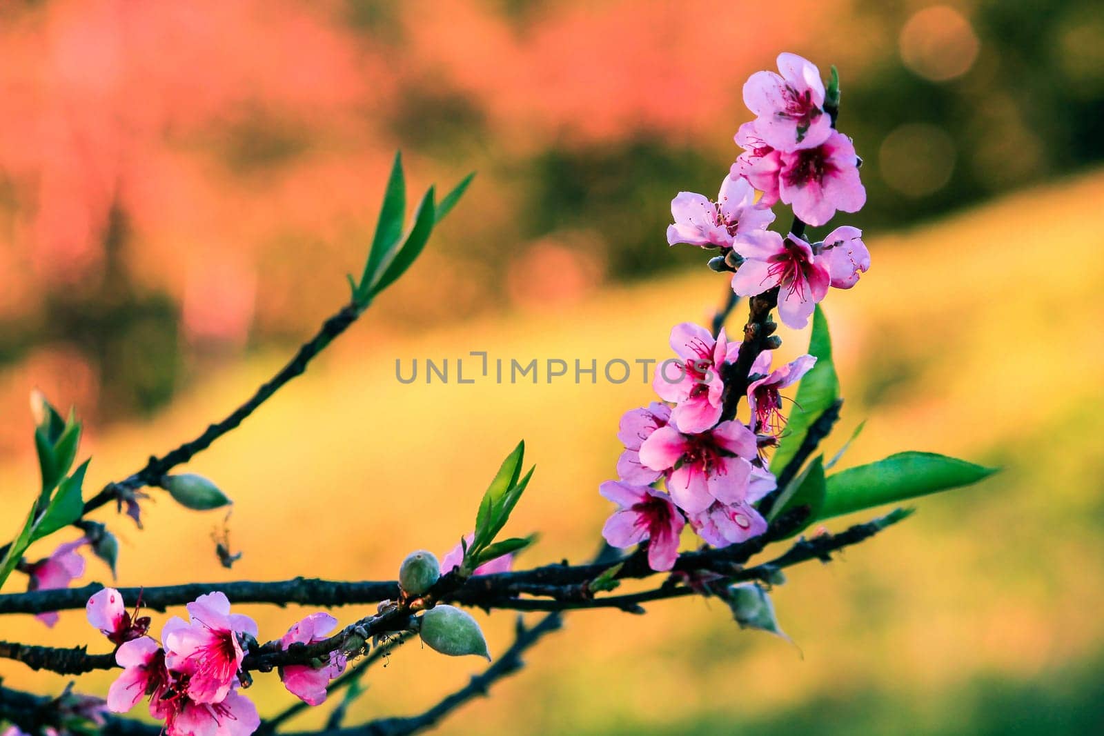 Prunus cerasoides are beautiful pink flowers that bloom and bloom from January to February. Commonly found on the mountains of Thailand.