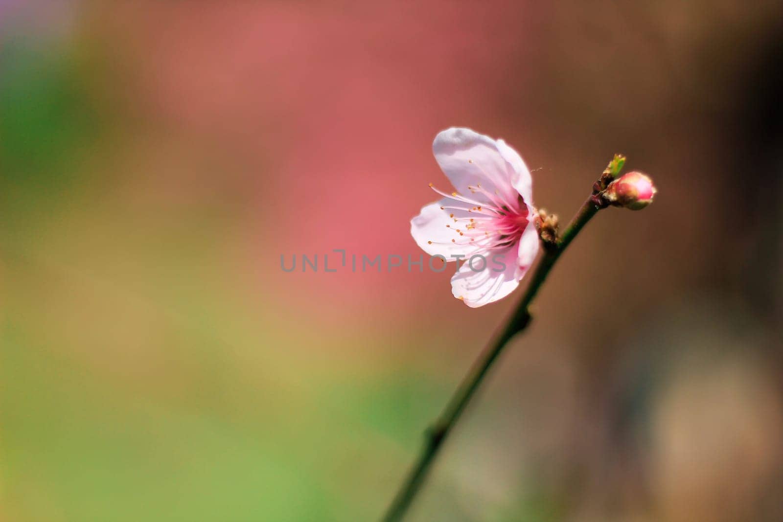 Prunus cerasoides are beautiful pink flowers that bloom and bloom from January to February. Commonly found on the mountains of Thailand.