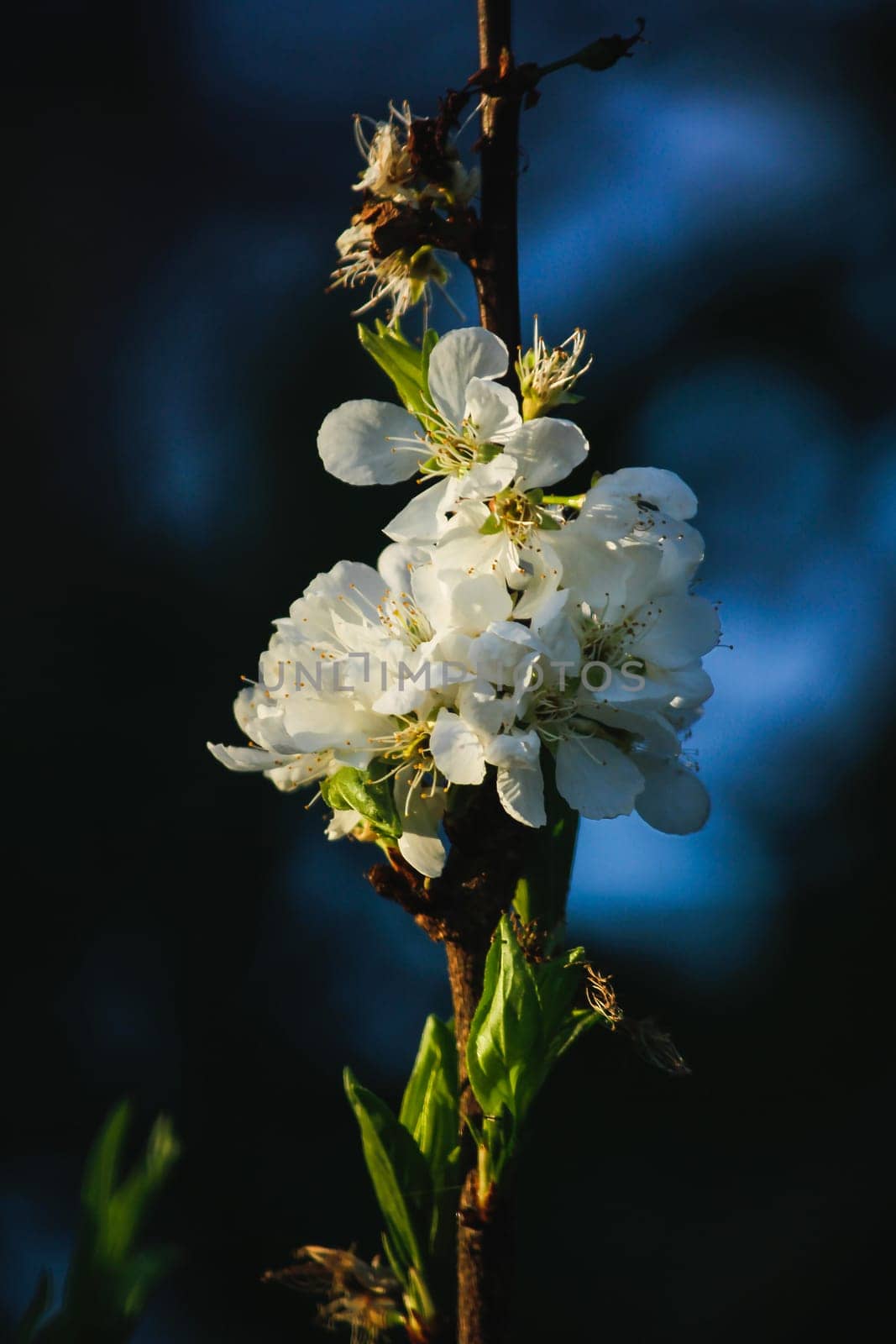 White Chinese plum blossoming and fragrant flowers