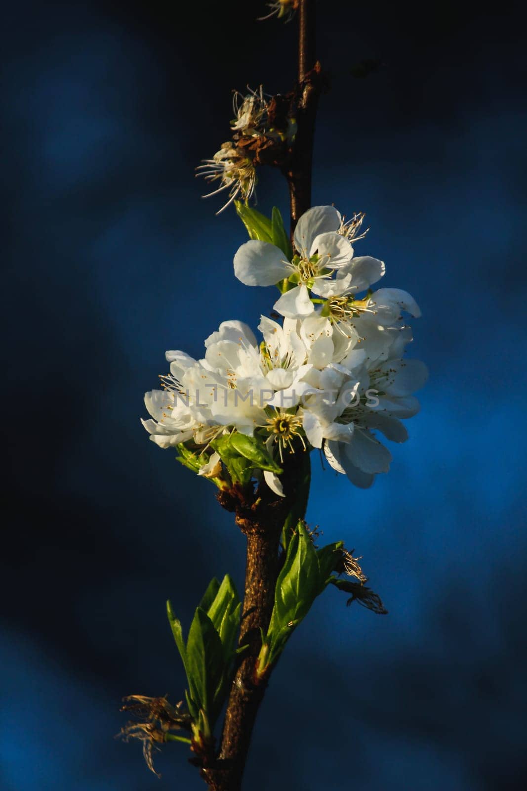 White Chinese plum blossoming and fragrant flowers