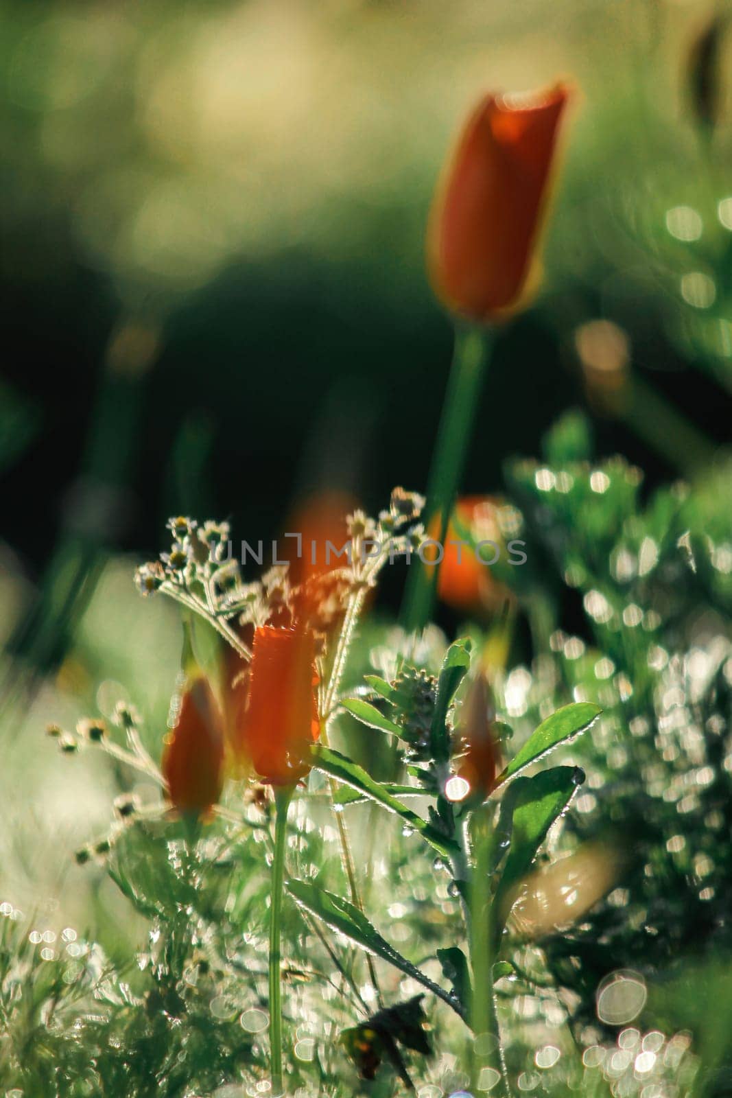 Orange poppy With water droplets on the leaves