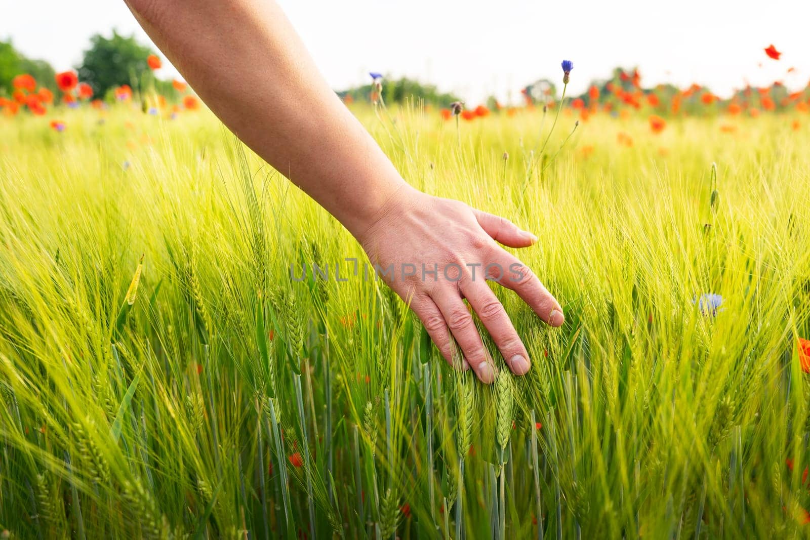 A farmer walking across the field checks the wheat harvest with his hand. Agriculture, farming, agricultural products. by sfinks