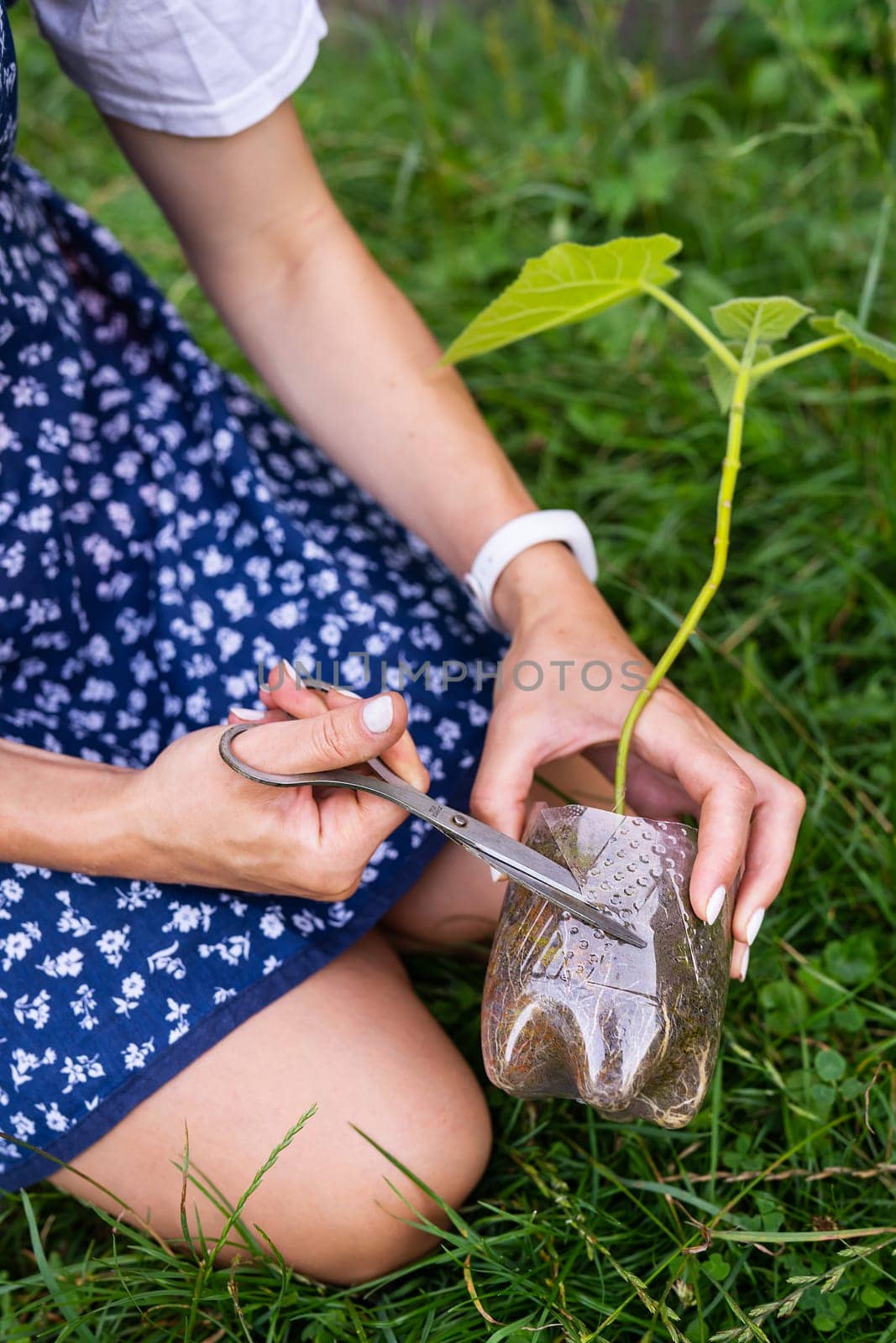 Young green paulownia tree. Cultivation of flowering trees by a gardener on an industrial scale. Landing process