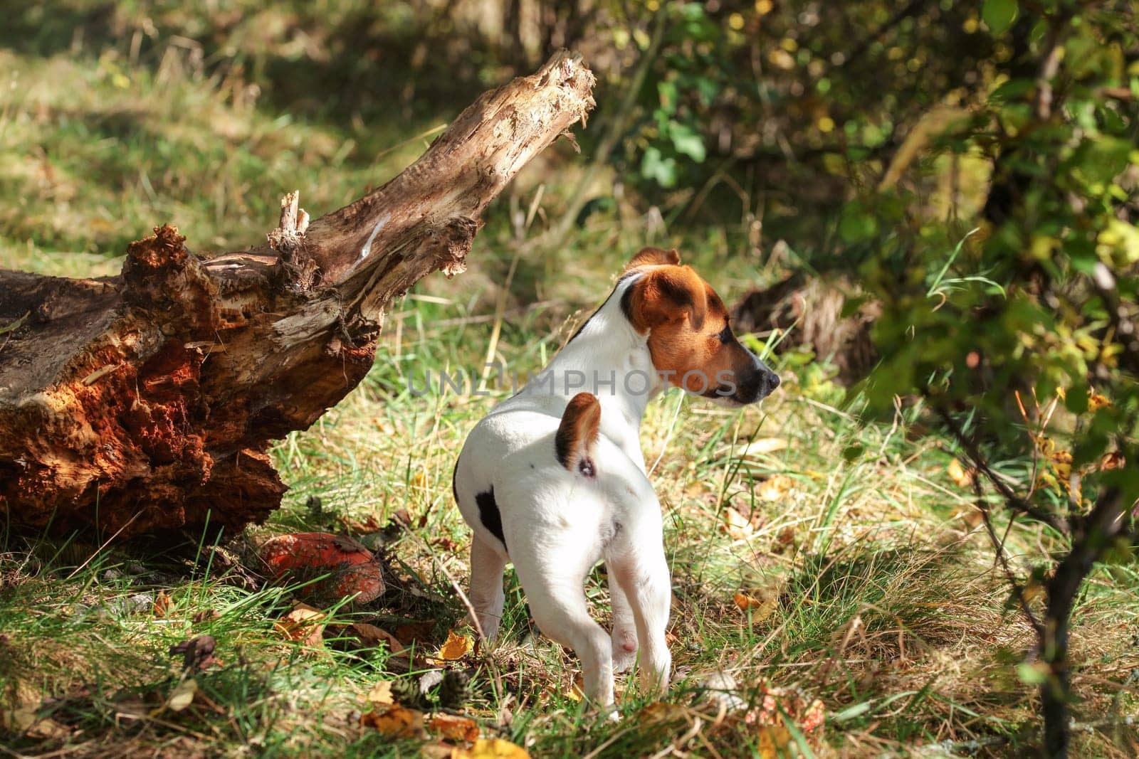 Jack Russell terrier in forest, by tree root, small amanita mushroom next to her, photo from behind by Ivanko