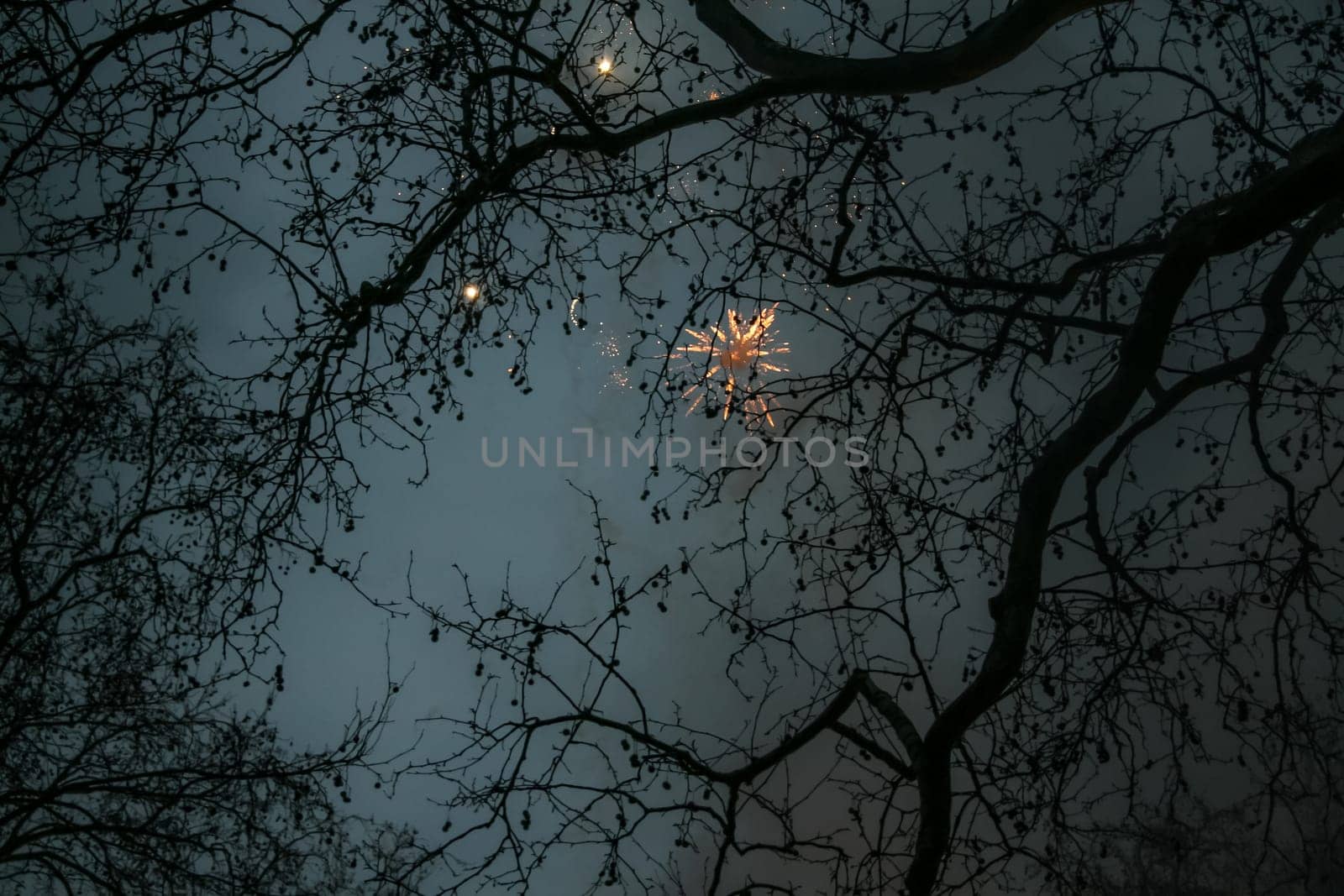 Looking up through tree branches, only silhouettes visible, fireworks on dark sky by Ivanko