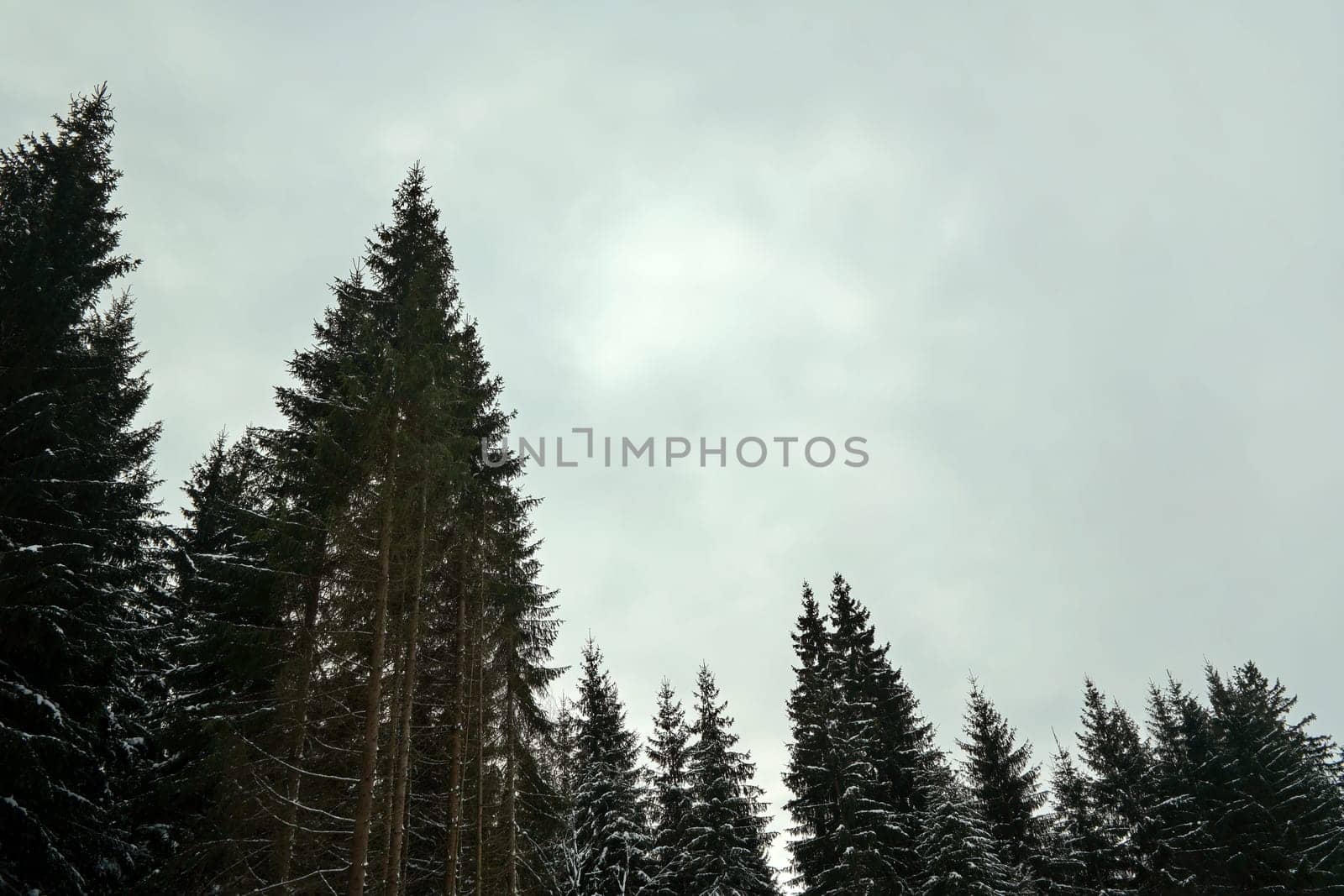 Coniferous tree tops with little snow, against gray overcast sky (space for text), typical bleak winter day in forest.