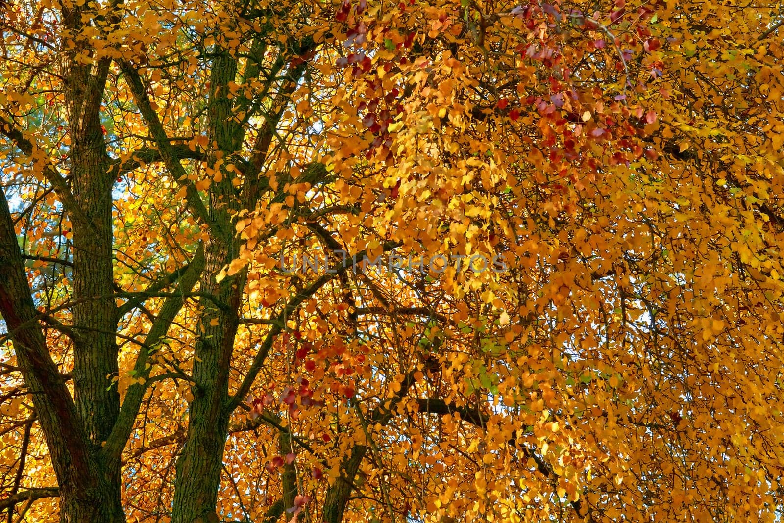 Autumn bright trees with orange leaves. Calm, peace. by jovani68