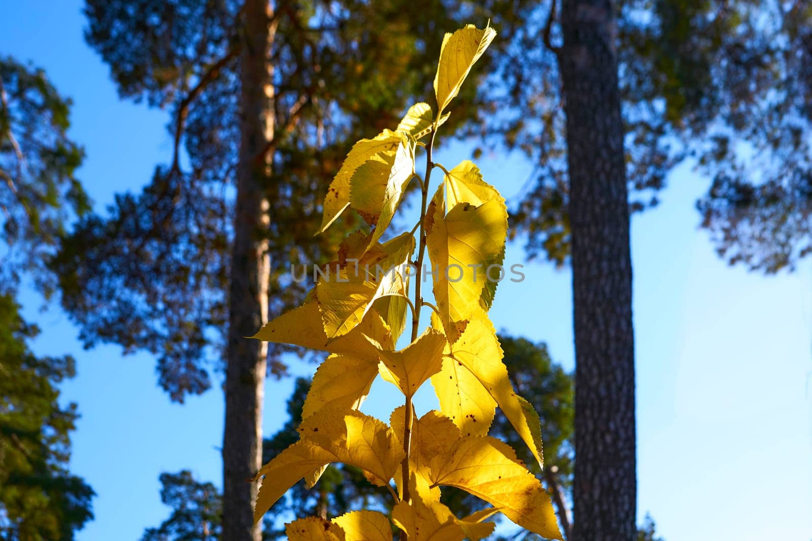 Golden warm gentle colors of autumn.Tree branch with yellow leaves by jovani68