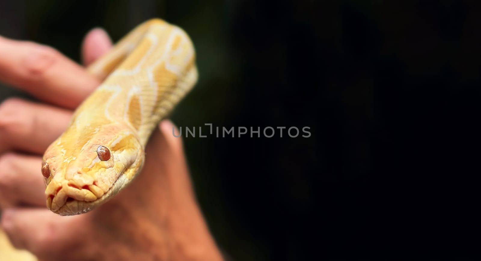 Yellow tropical boa close-up in the hands of a tourist. Albino golden snake.