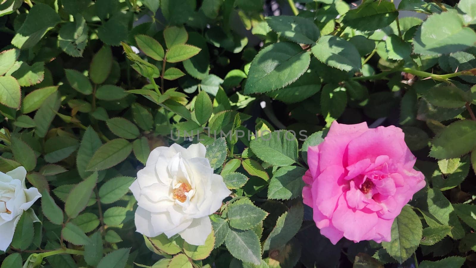 Pink white roses beautiful flowers green leaves, background summer plants nature. High quality photo