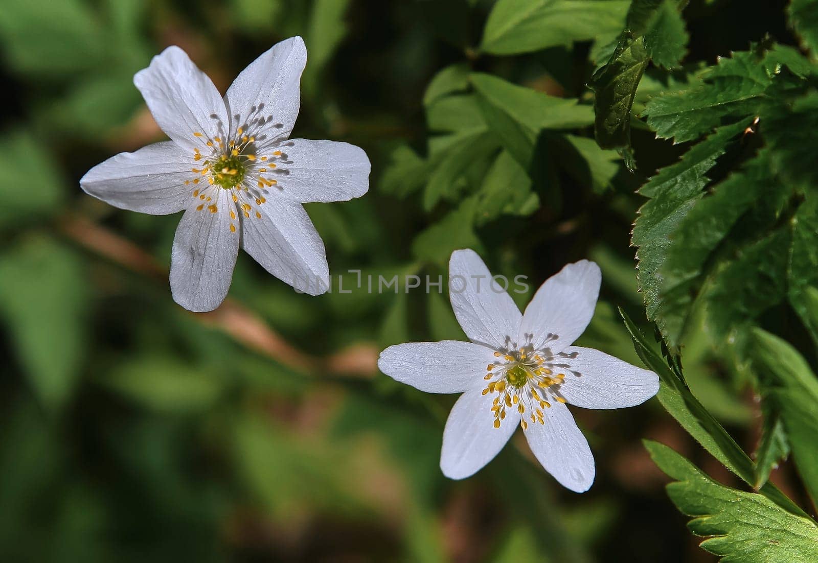 small white flowers in a forest clearing. wild plants in nature. environmental protection