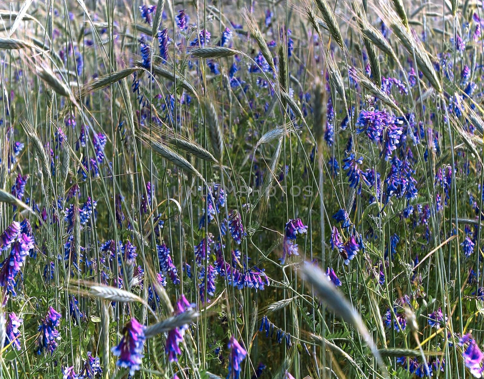 delphinium blue, an annual herbaceous plant, a weed growing among ears of immature green wheat, bindweed.